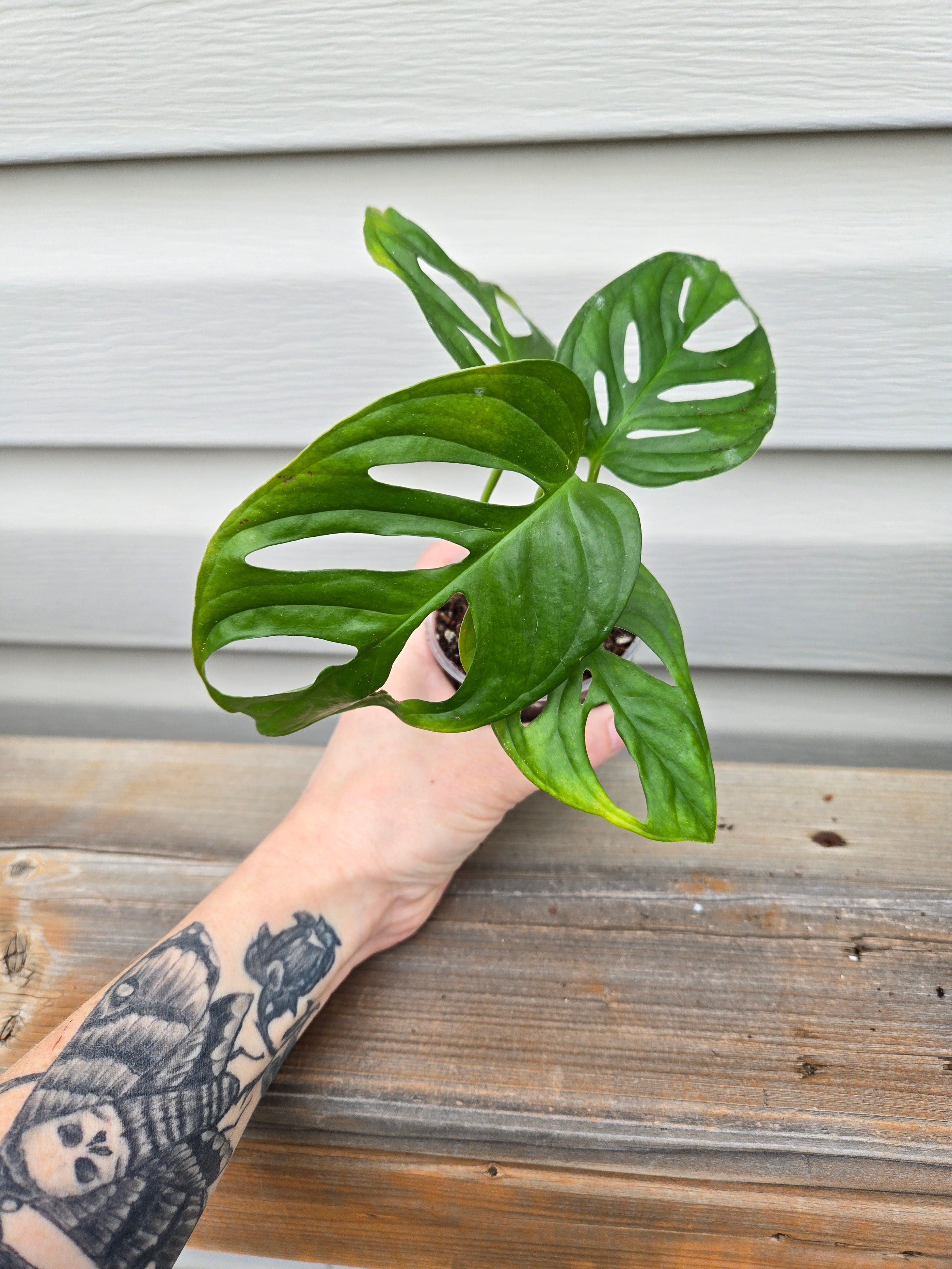 Monstera