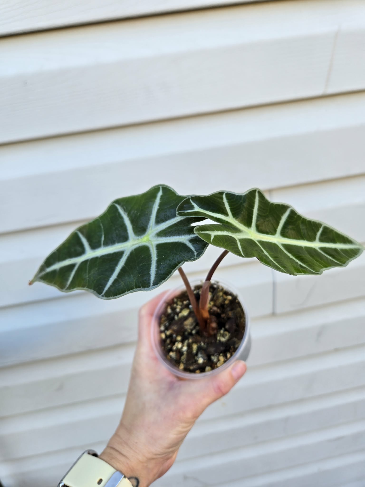 Alocasia