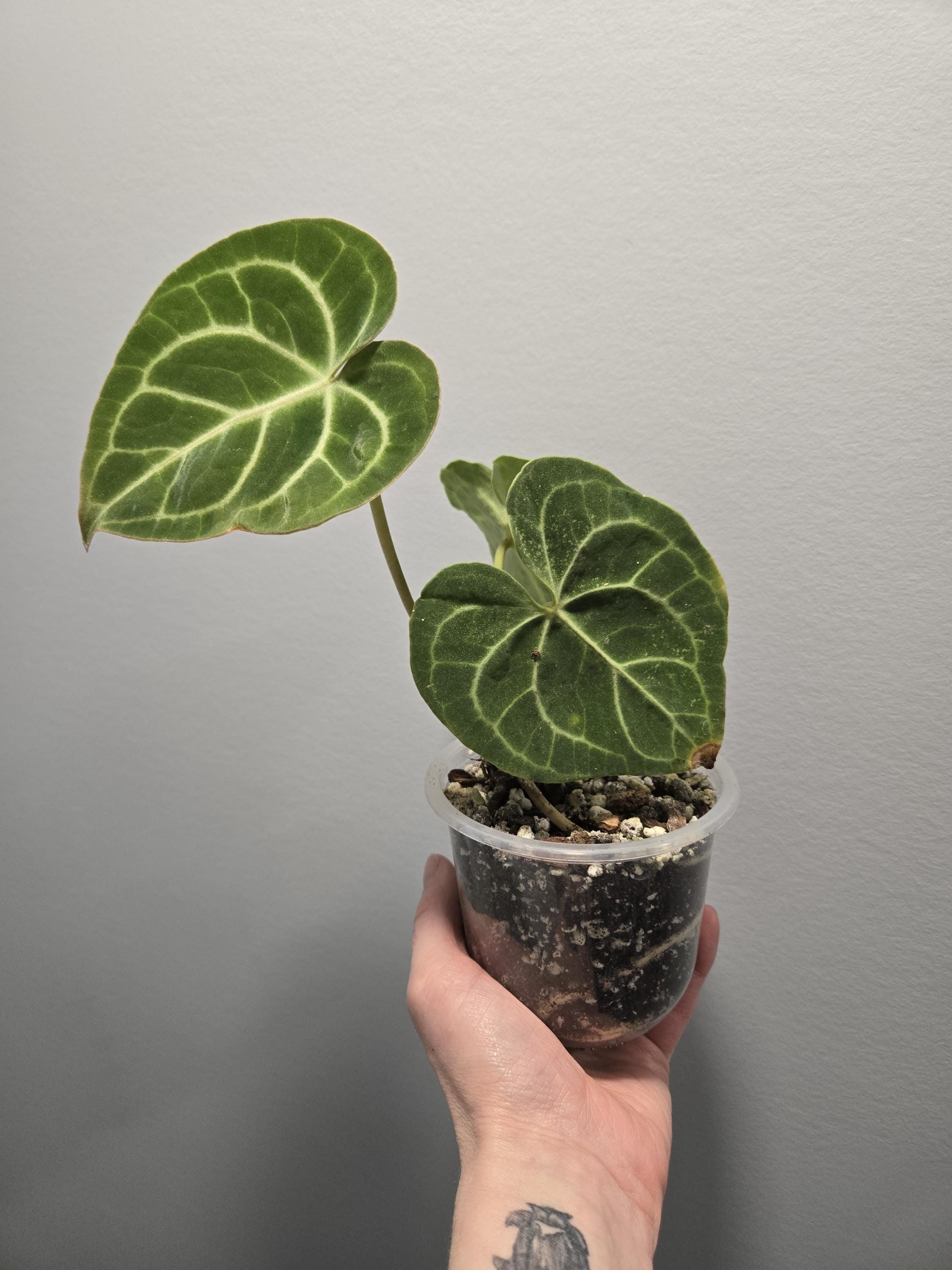 Anthurium