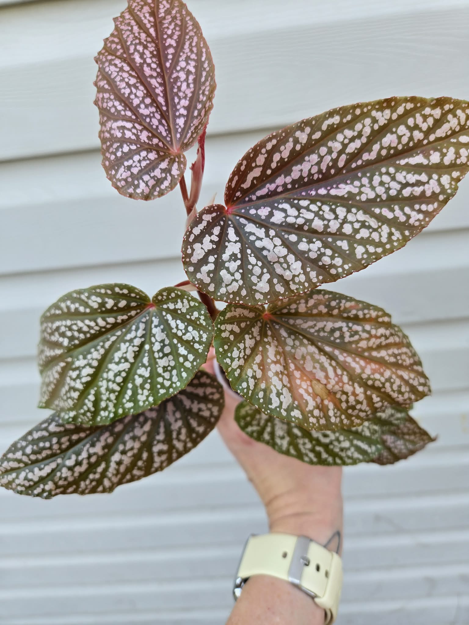 Begonia