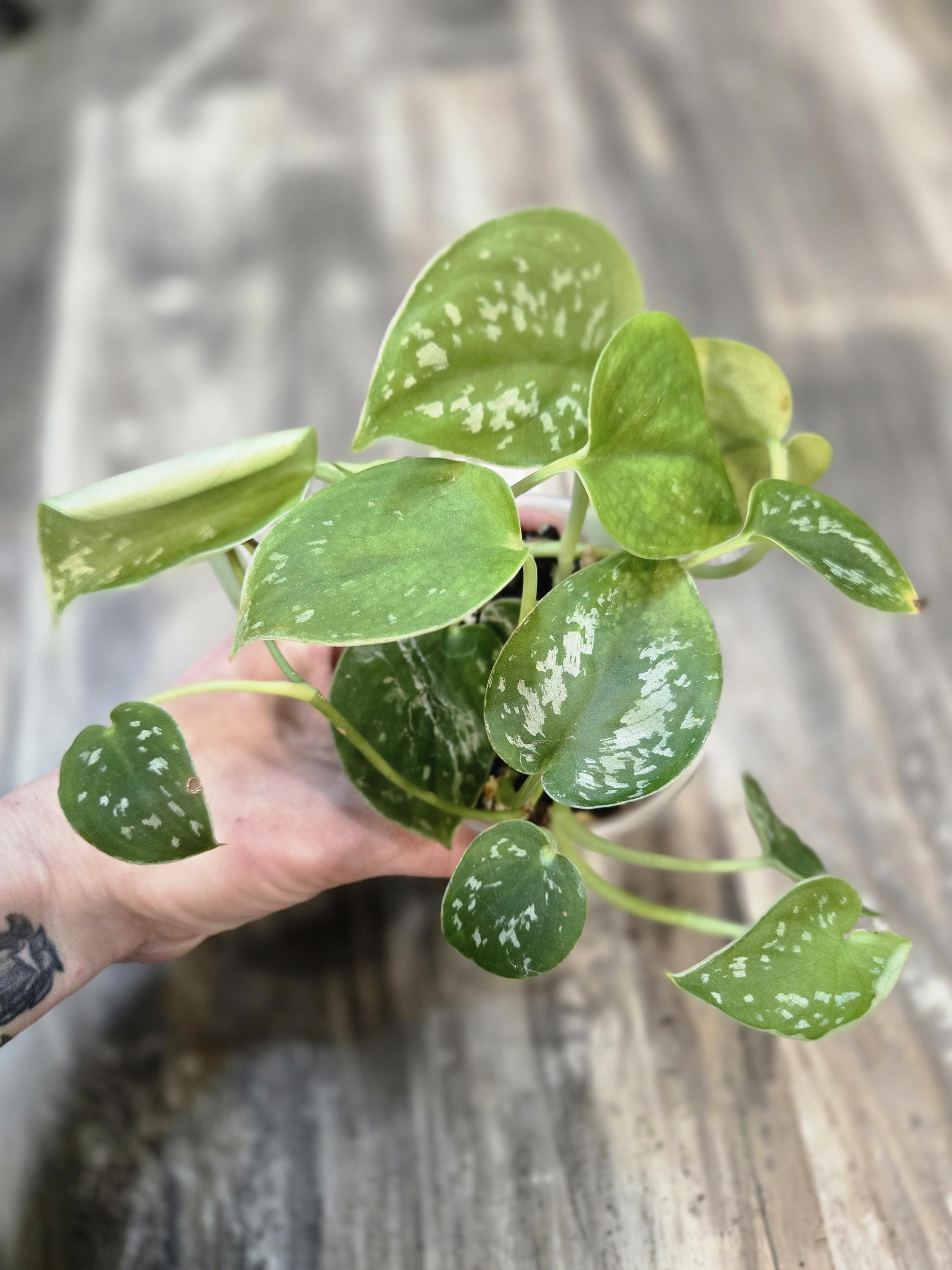 Scindapsus