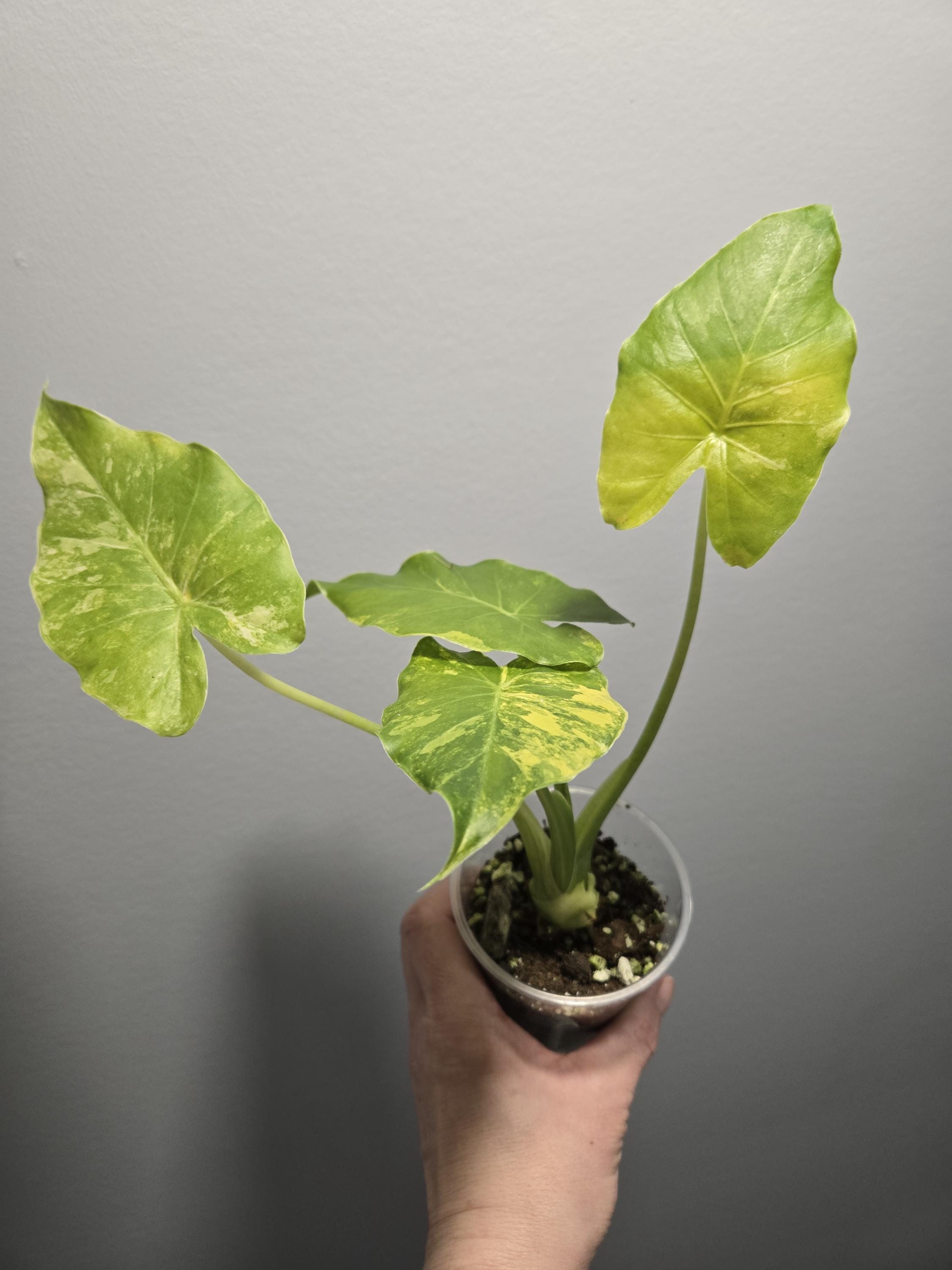 Gageana Aurea Alocasia - Alocasia Gageana Aurea