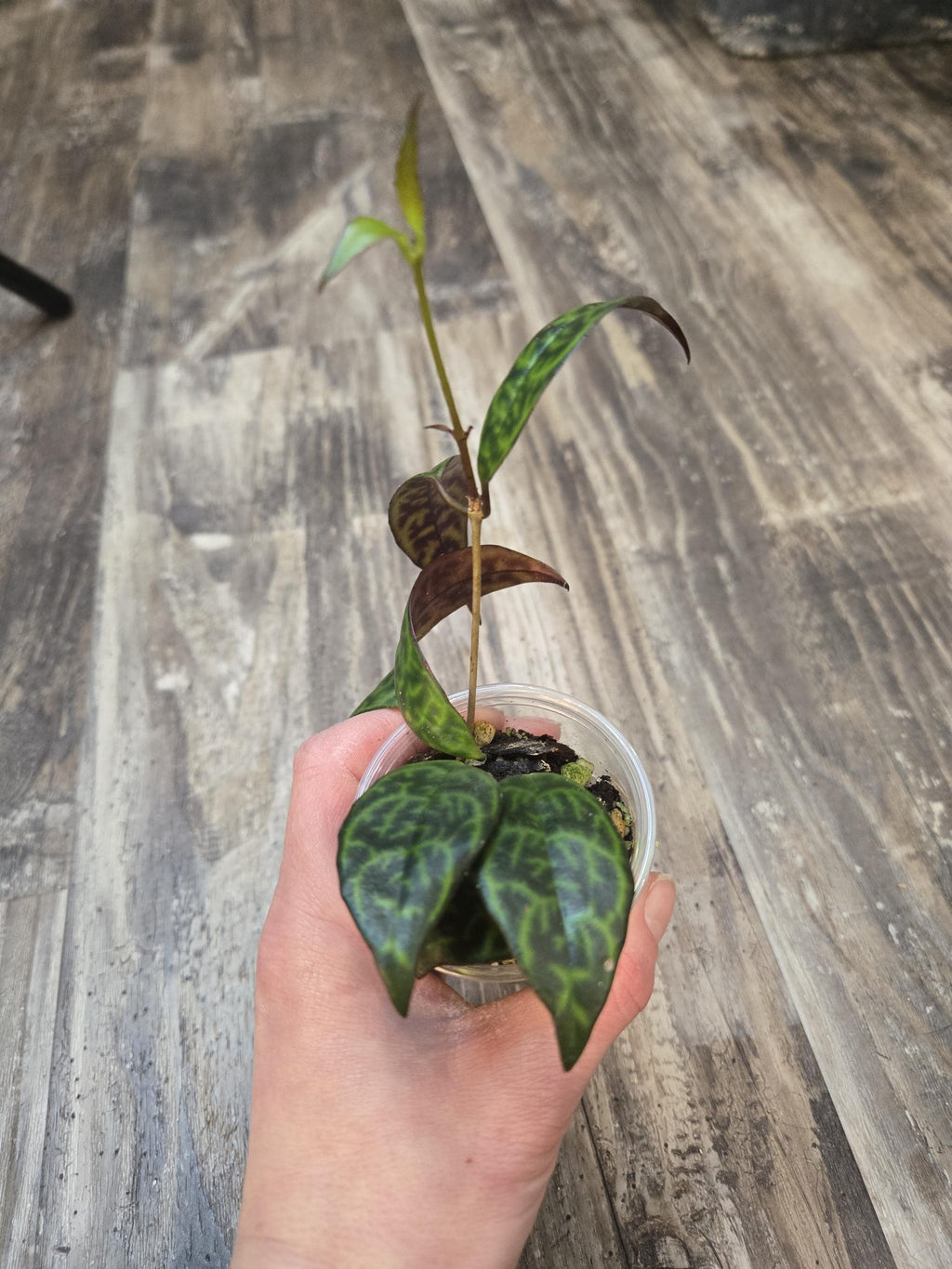 Lipstick Plant Black Pagoda - Aeschynanthus marmoratus