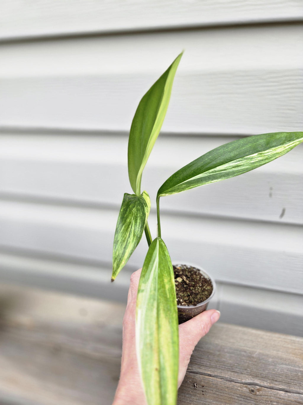 Epipremnum Amplissimun Varagated - Amplissimum Epipremnum Variegated
