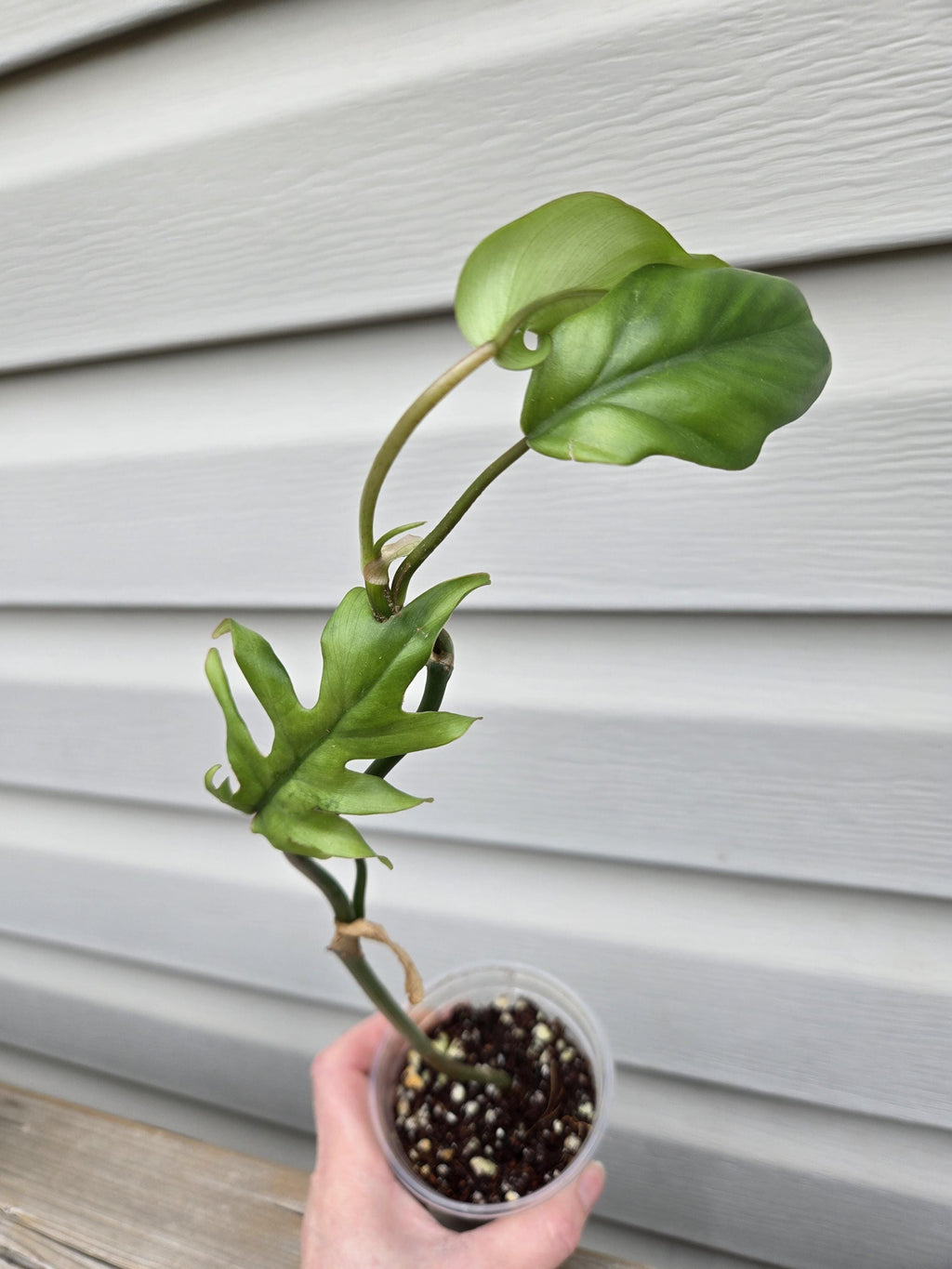 Mayoi Philodendron - Philodendron Mayoi
