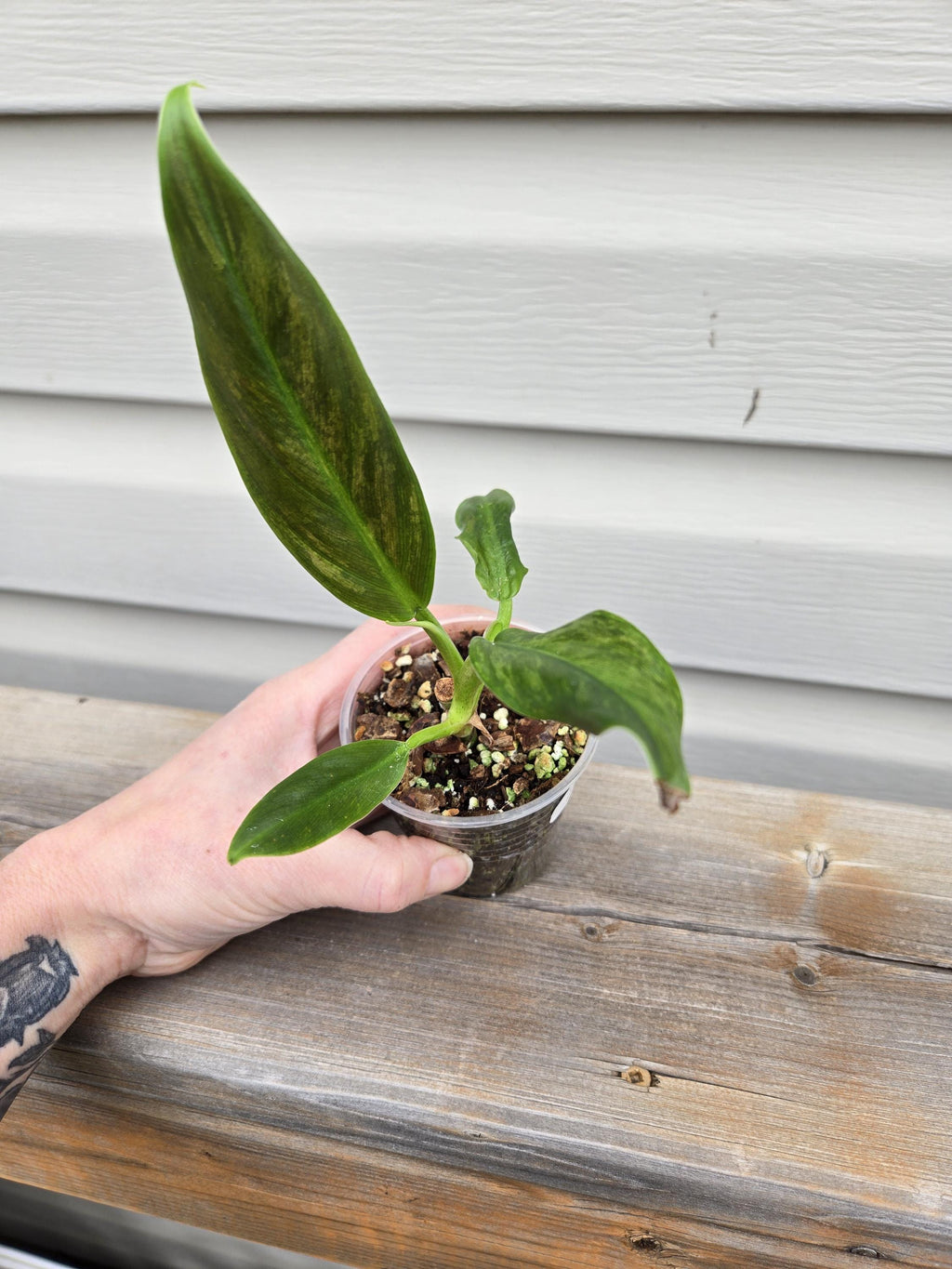 Philodendron Subhastatum  - Subhastatum Philodendron