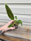 Philodendron Subhastatum  - Subhastatum Philodendron