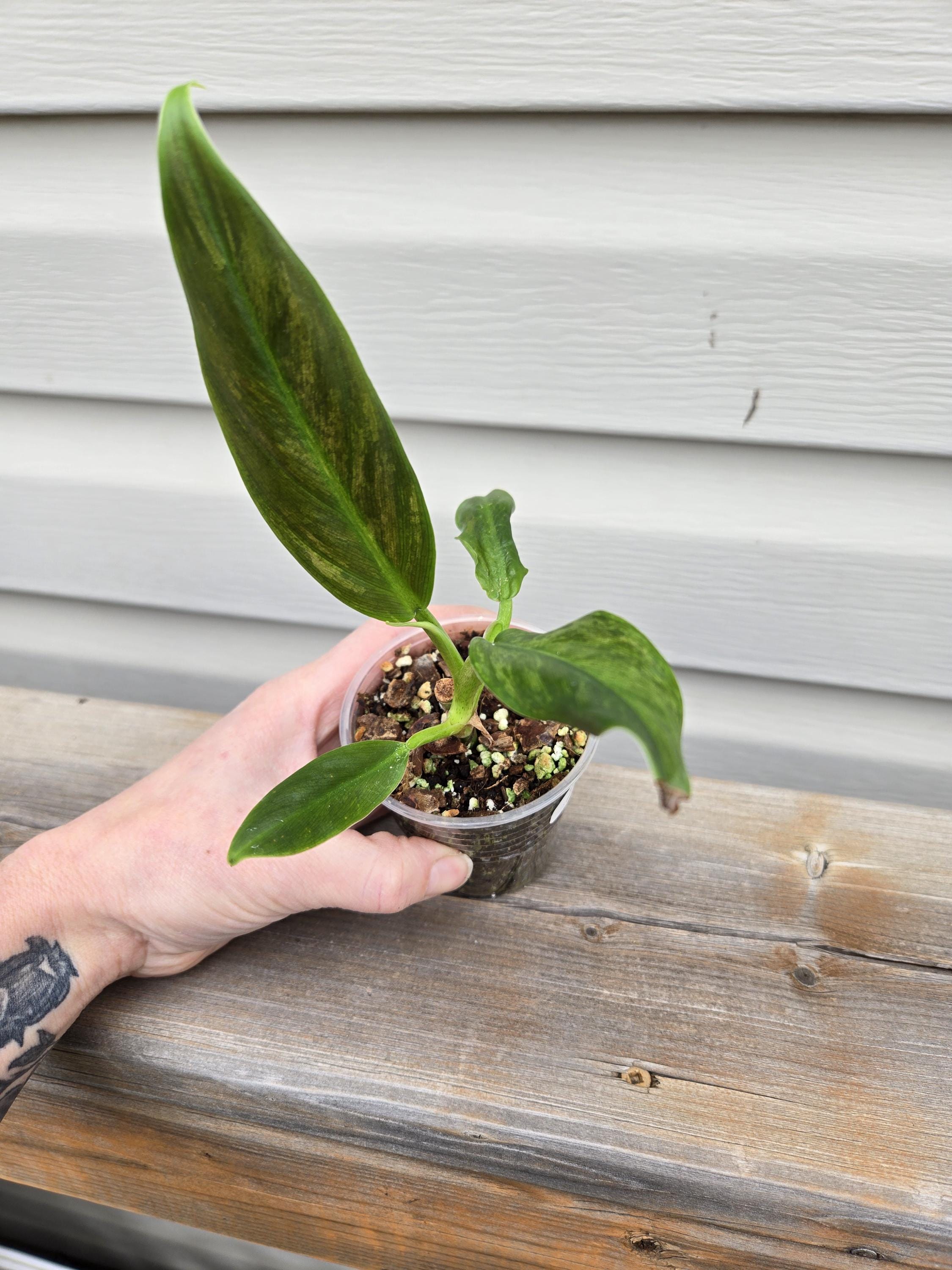 Philodendron Subhastatum  - Subhastatum Philodendron