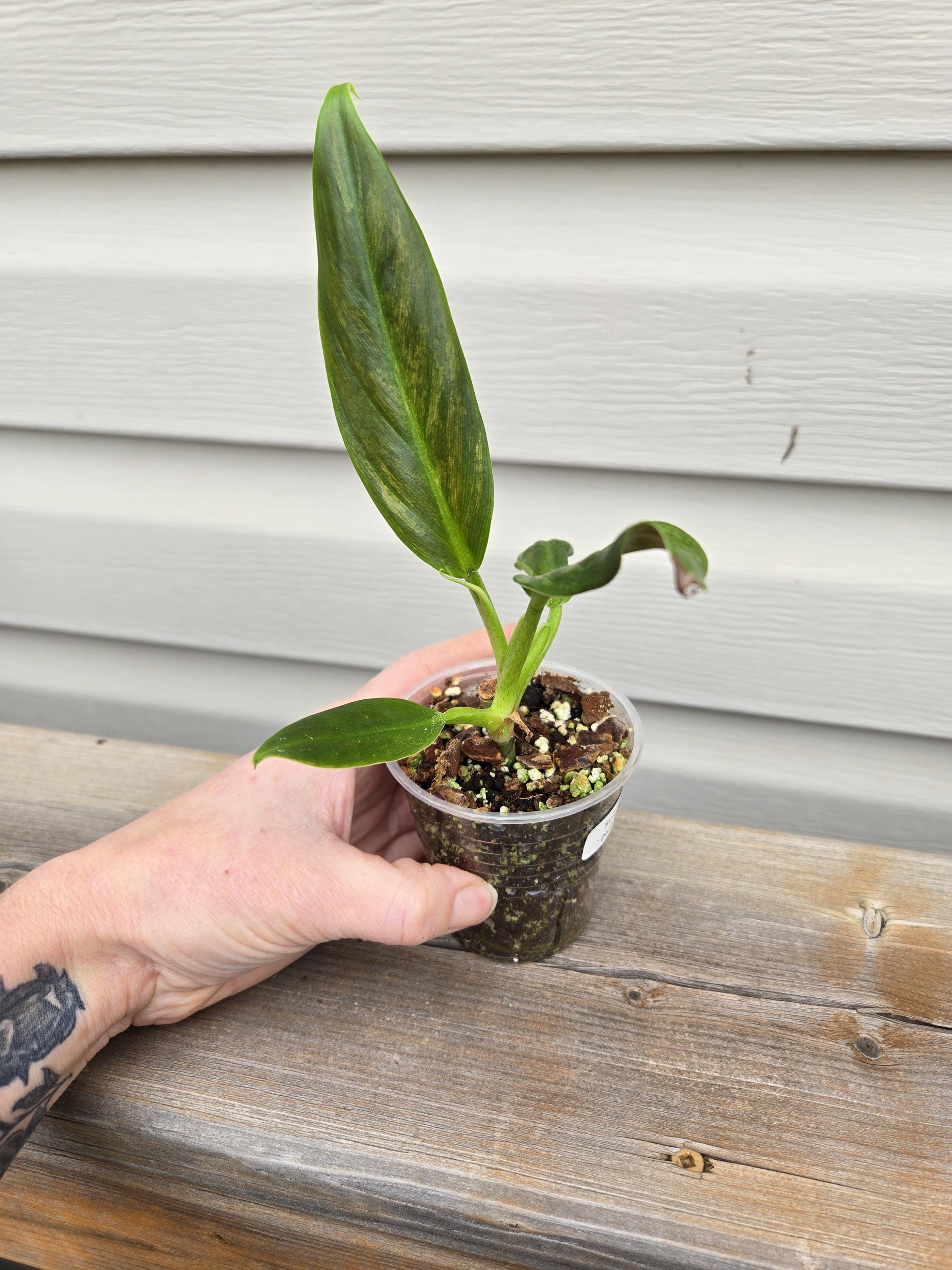 Philodendron Subhastatum  - Subhastatum Philodendron