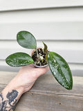 Carnosa Splash Hoya - Hoya Carnosa Splash