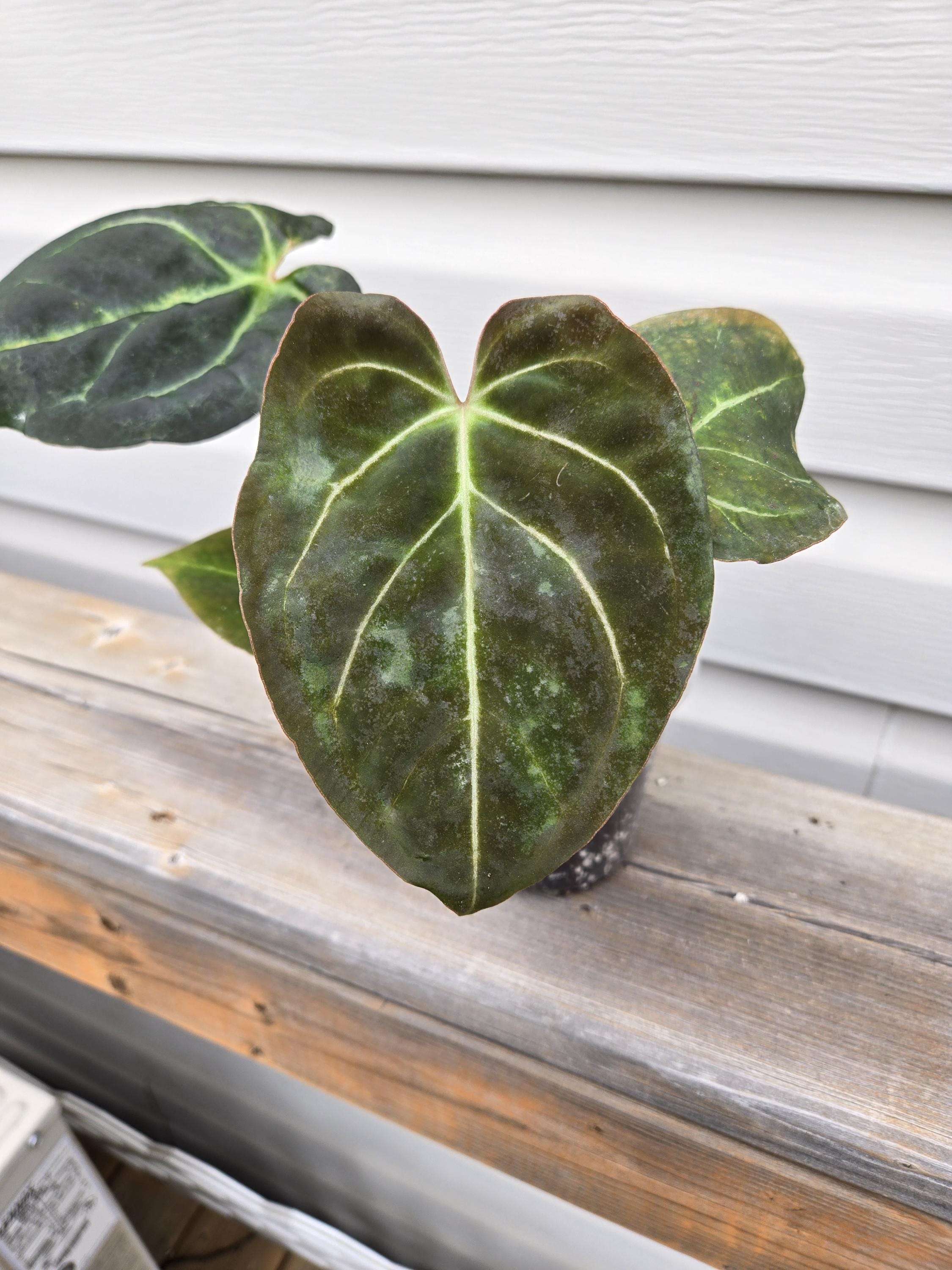 Papillilaminun x Papillilaminun Anthurium