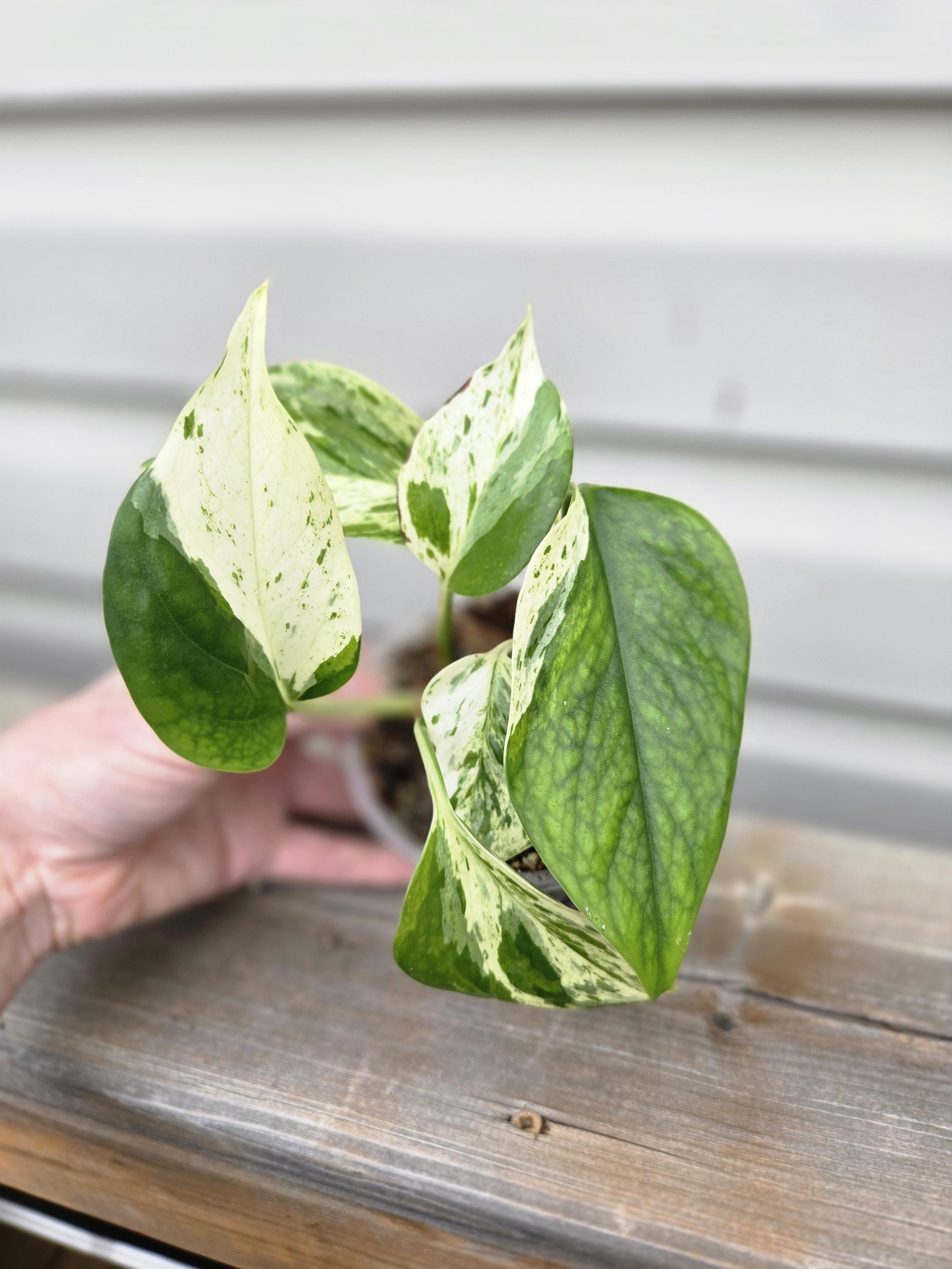Epipremnum Pinnatum Marble