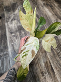 Epipremnum pinnatum Marble