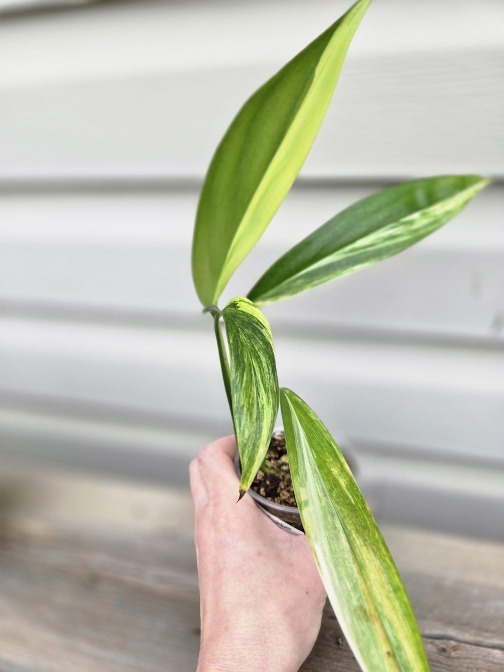 Epipremnum Amplissimun Varagated - Amplissimum Epipremnum Variegated