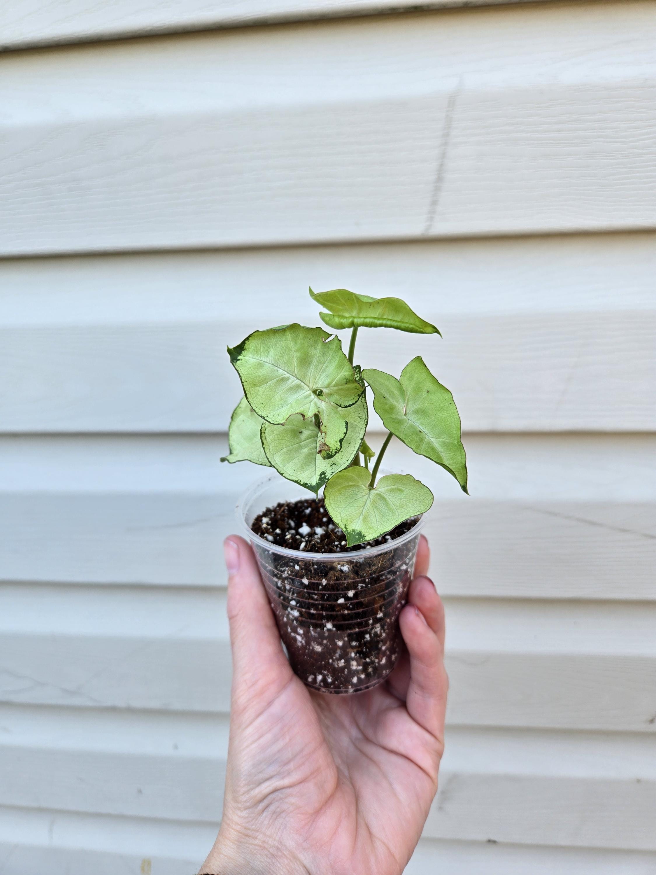 Pixie Syngonium- Syngonium Pixie