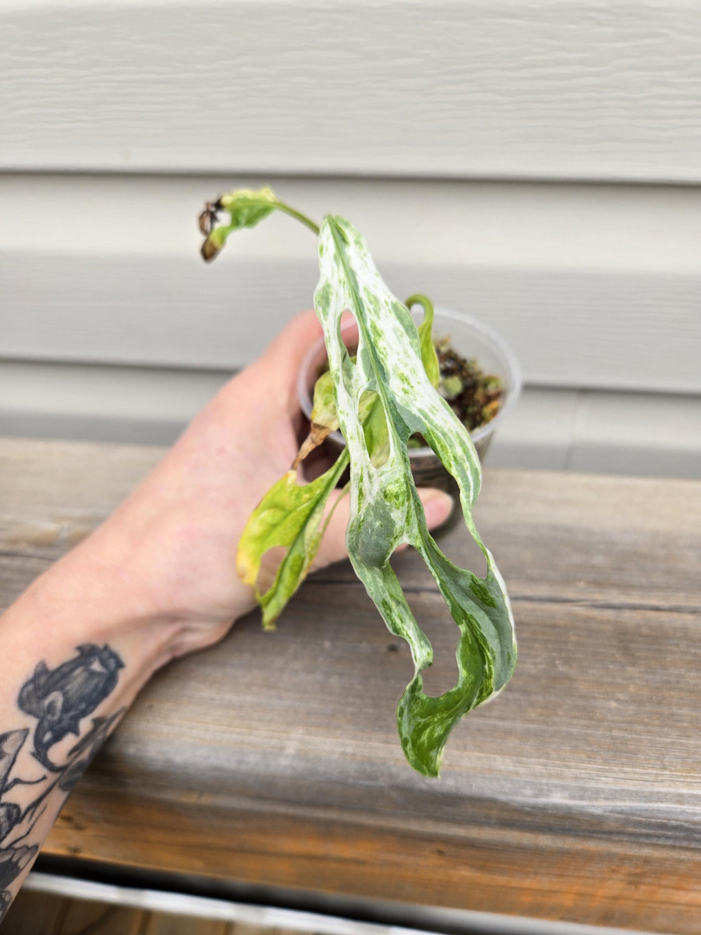 Indonesian Marble Variegated Adansonii - Monstera AdansoniiIndonesian Marble Variegated