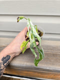 Indonesian Marble Variegated Adansonii - Monstera AdansoniiIndonesian Marble Variegated