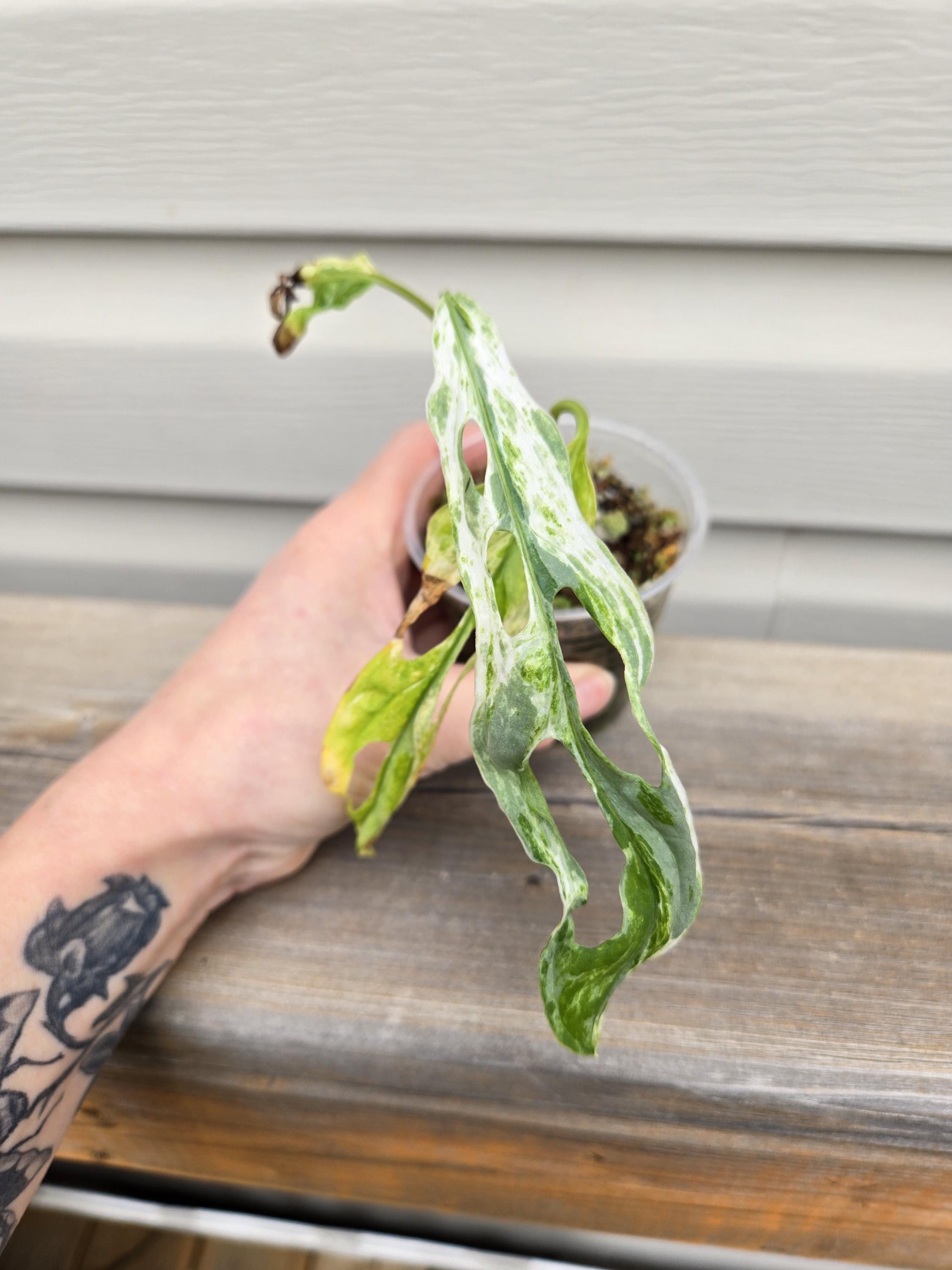 Indonesian Marble Variegated Adansonii - Monstera AdansoniiIndonesian Marble Variegated