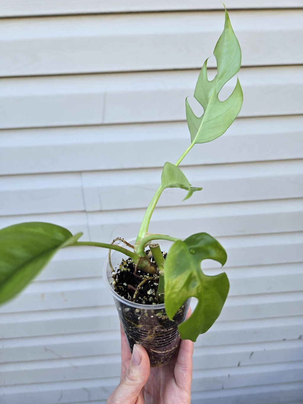 Rhaphidophora Tetrasperma - Mini monstera