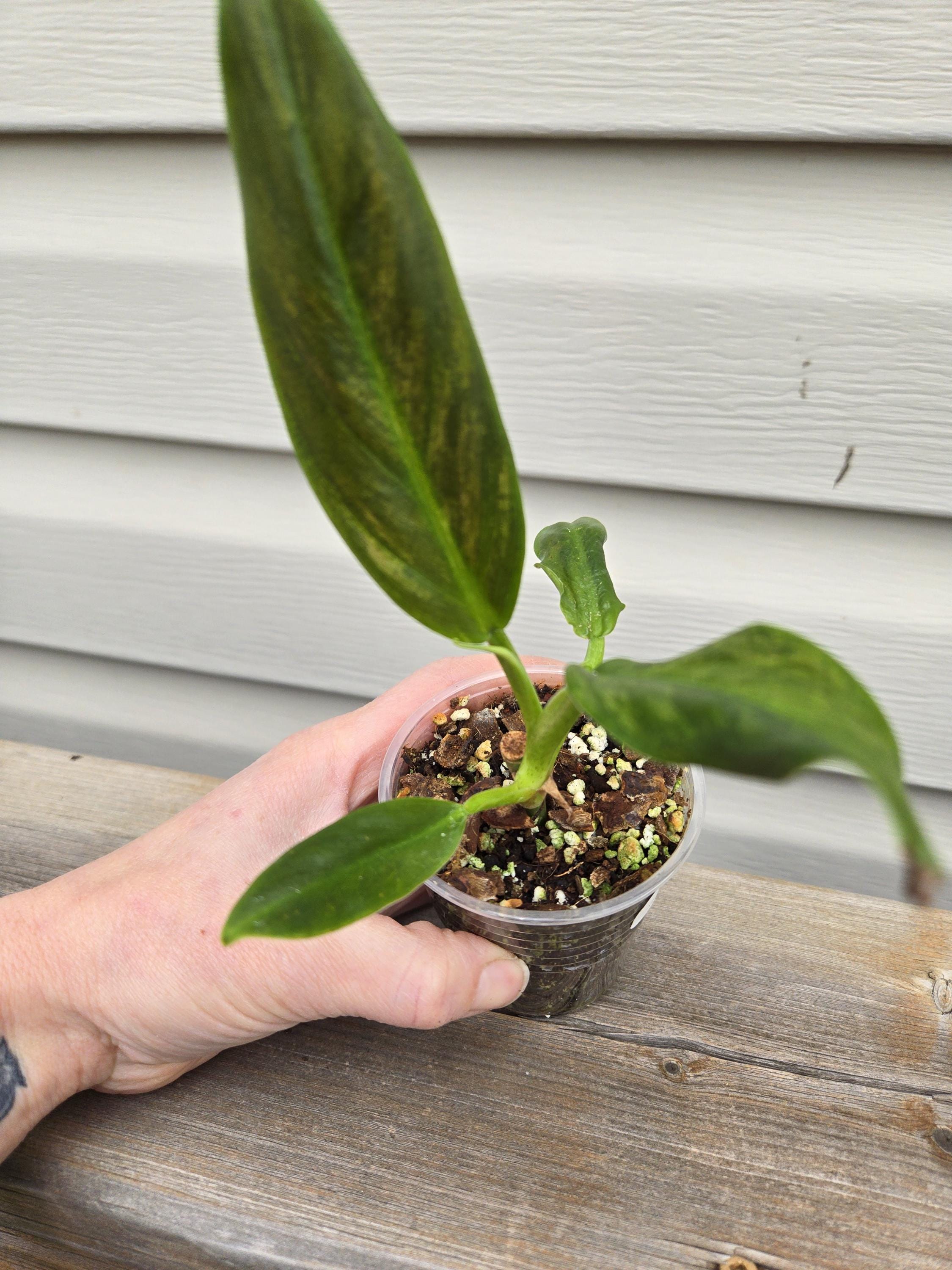 Philodendron Subhastatum  - Subhastatum Philodendron