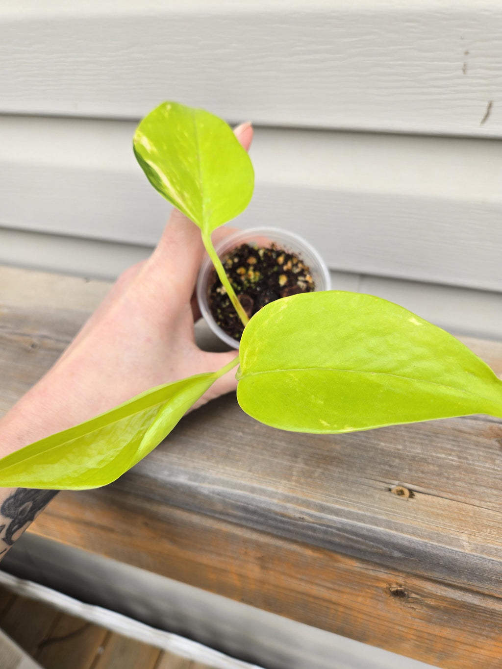 Neon Pothos - Neon Epipremnum