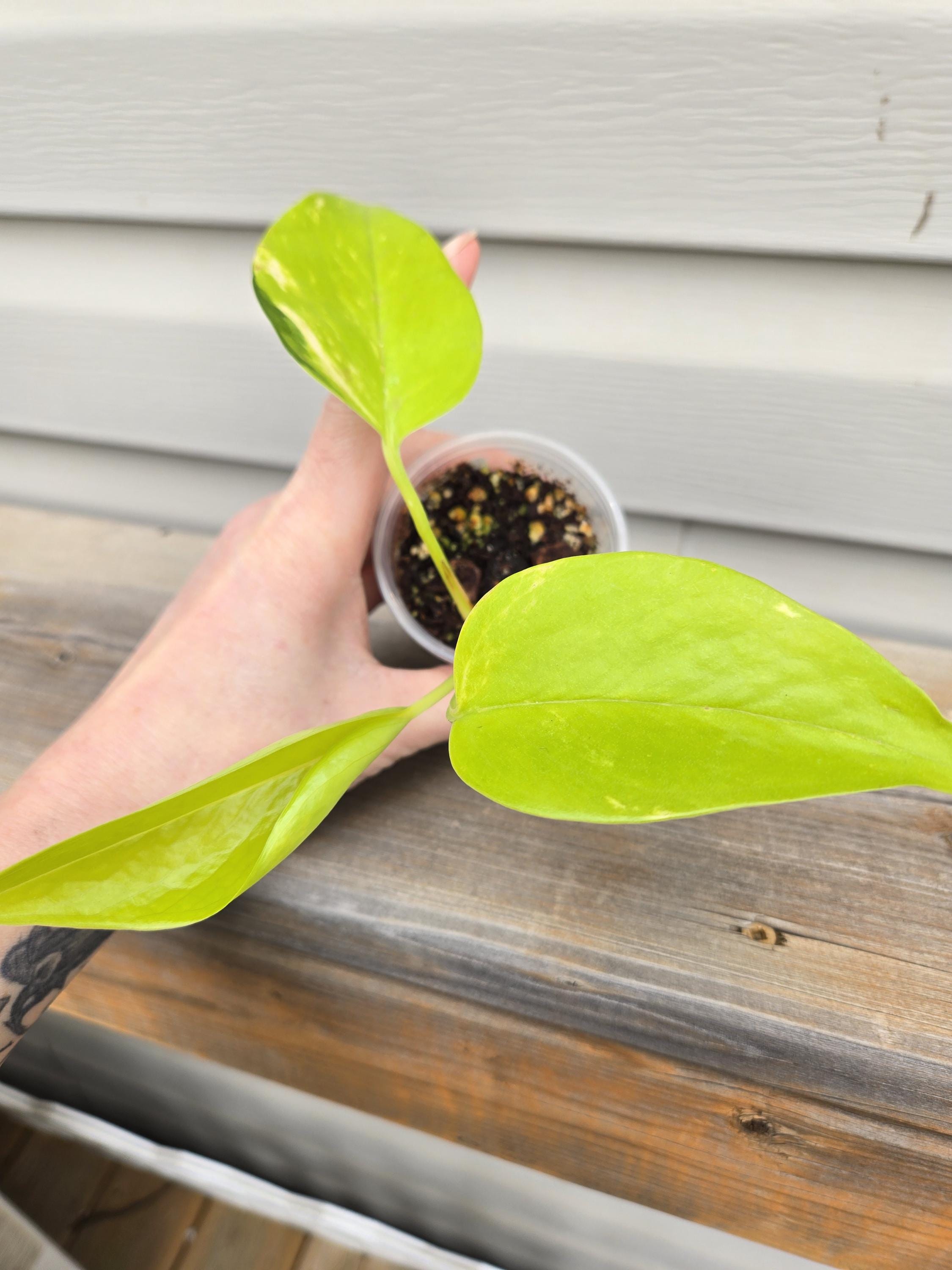 Neon Pothos - Neon Epipremnum