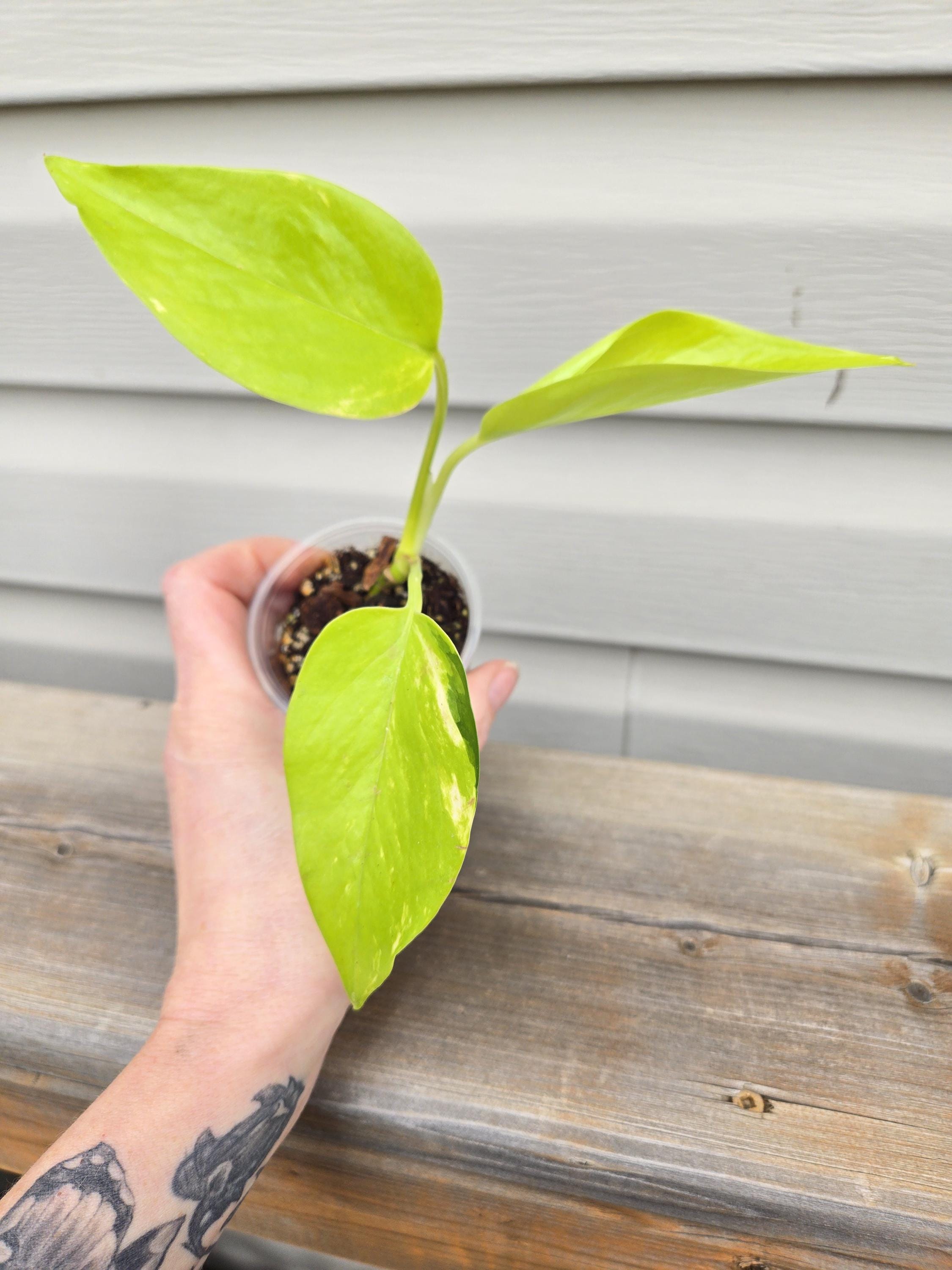 Neon Pothos - Neon Epipremnum