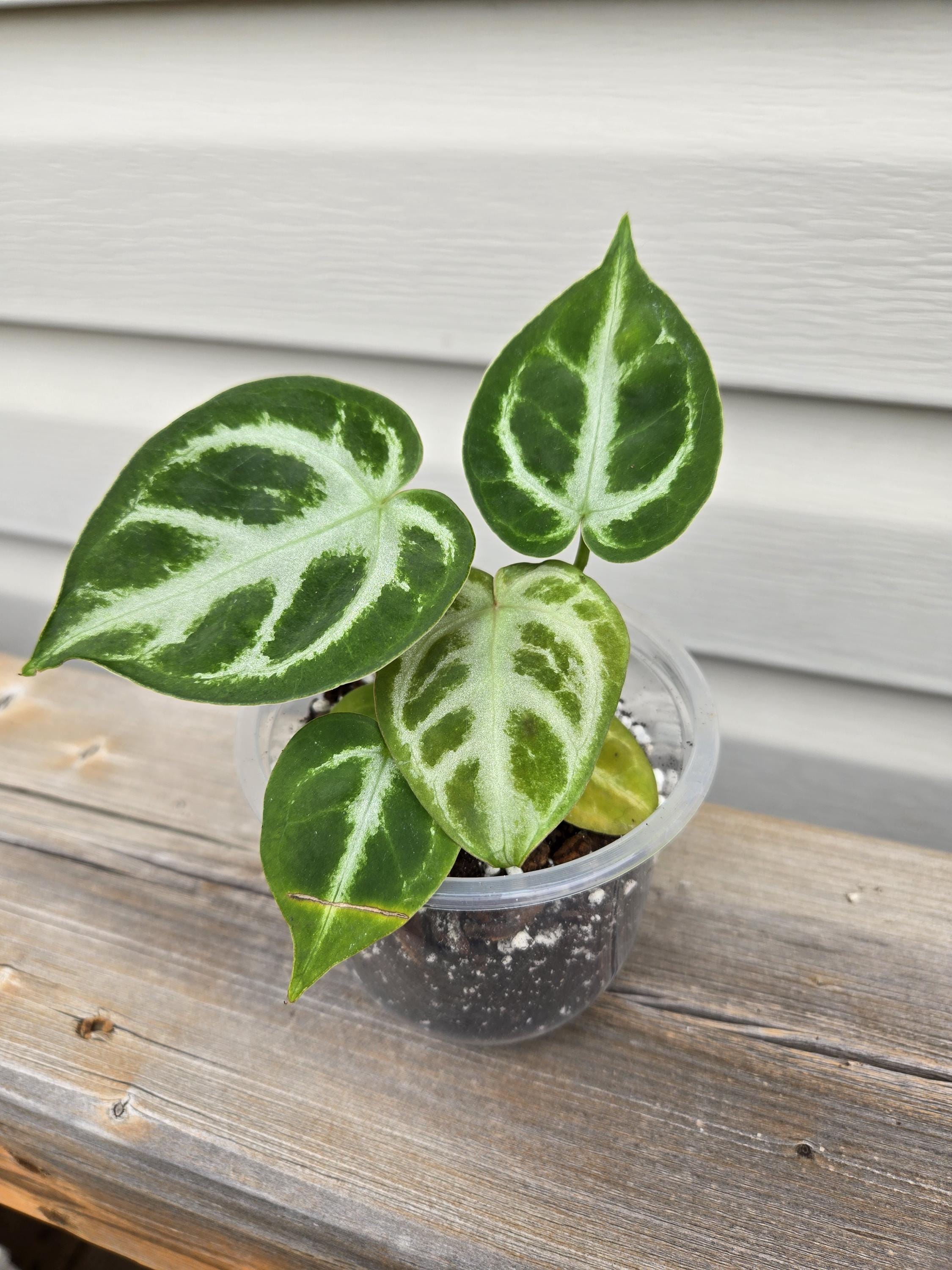 Silver Hope Anthurium