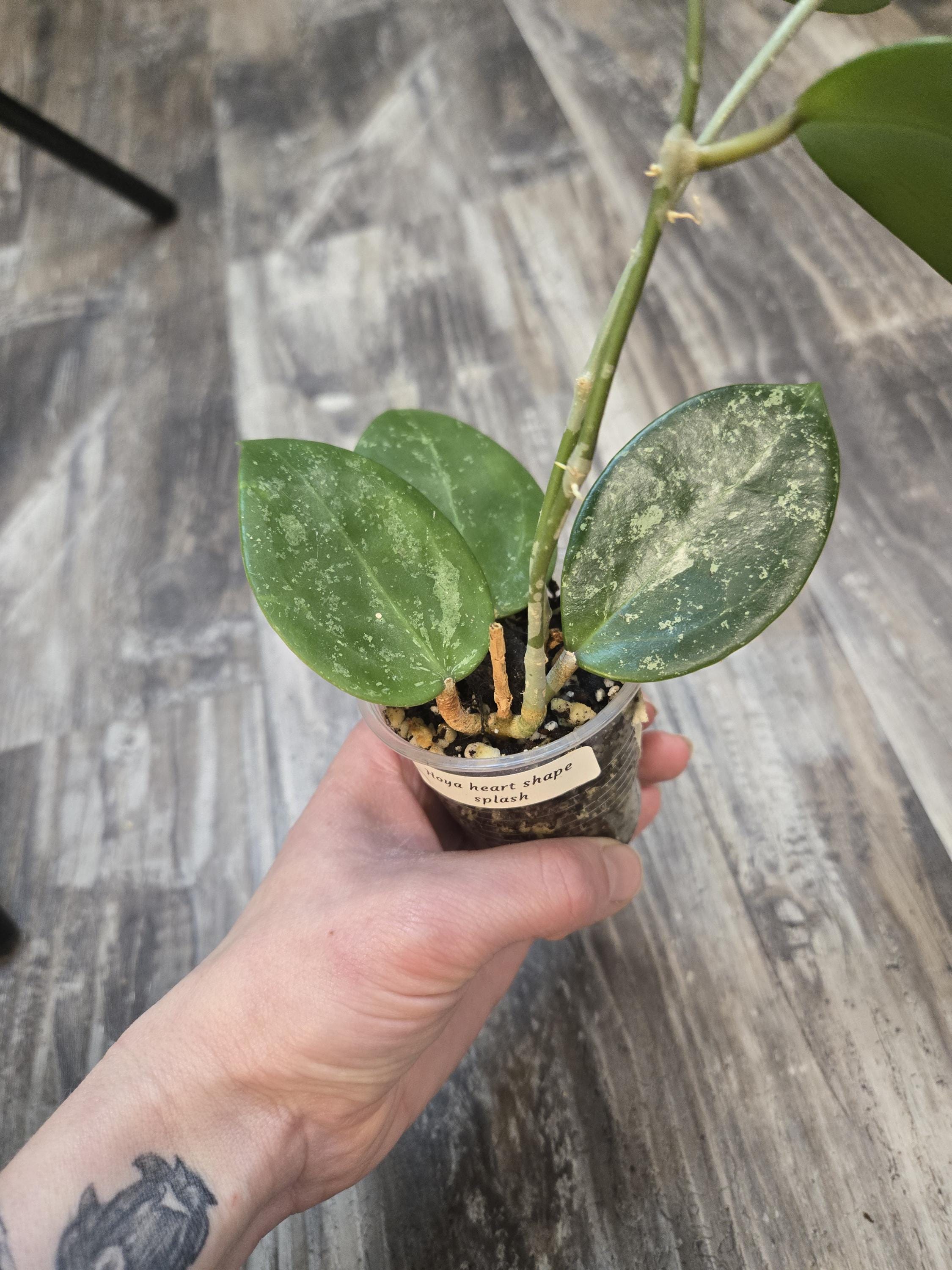Verticillate Hoya - Hoya verticillate