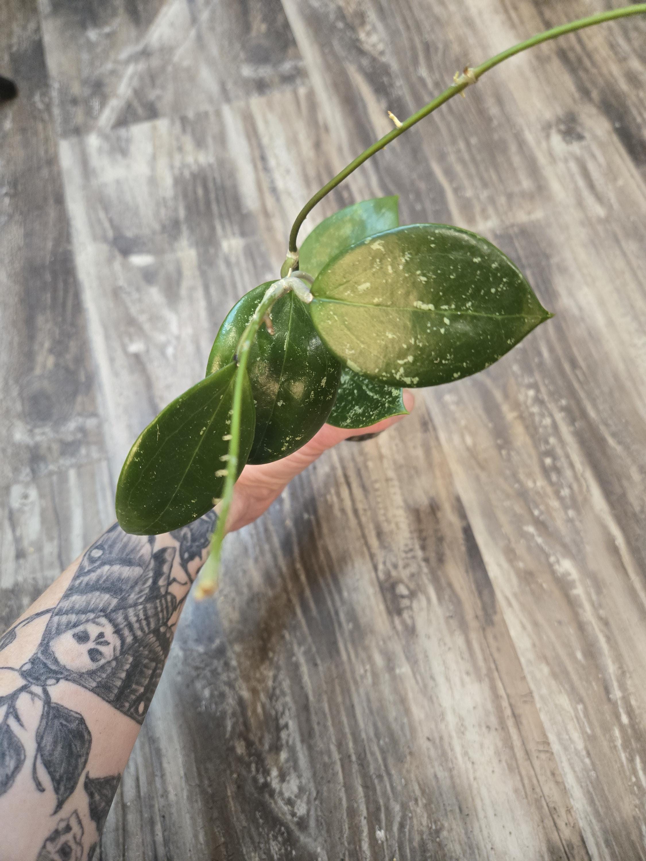 Verticillate Hoya - Hoya verticillate