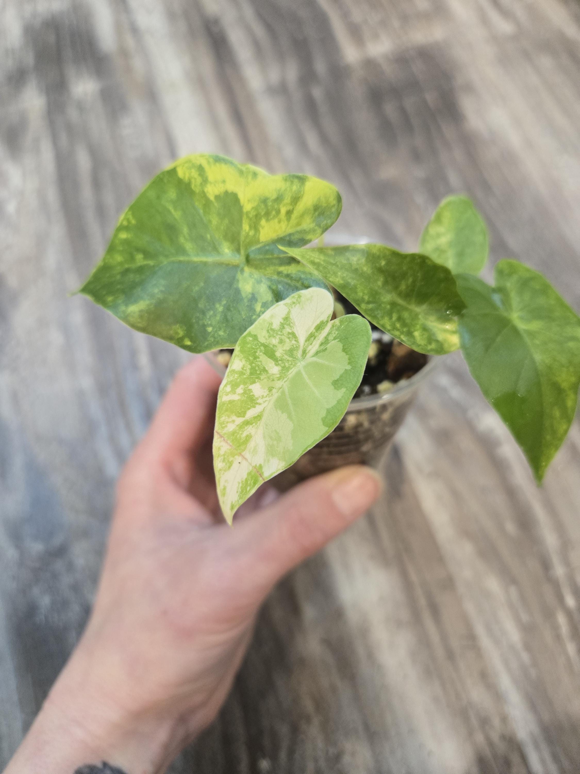 Ocora Aurea Alocasia - Alocasia Ocora Aurea