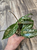 Carnosa Splash Hoya - Hoya Carnosa Splash