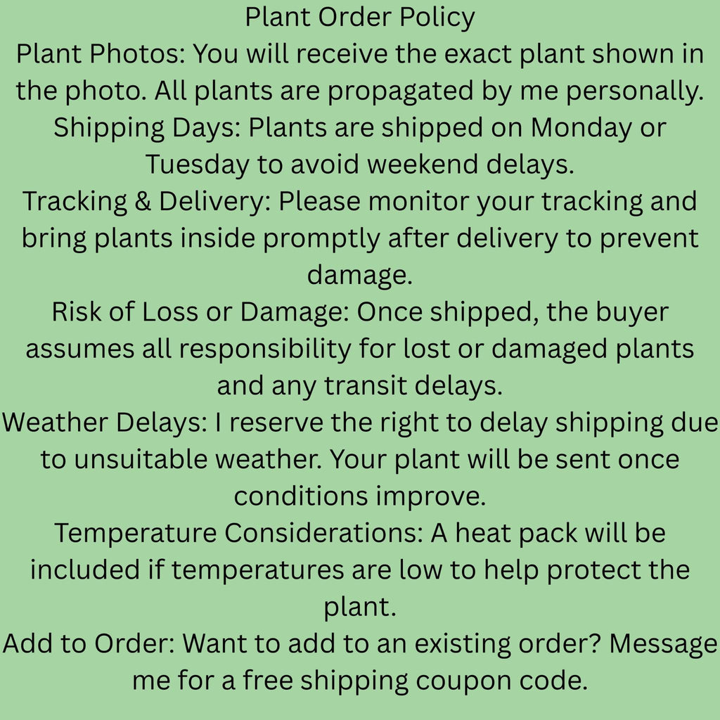 Mayoi Philodendron - Philodendron Mayoi