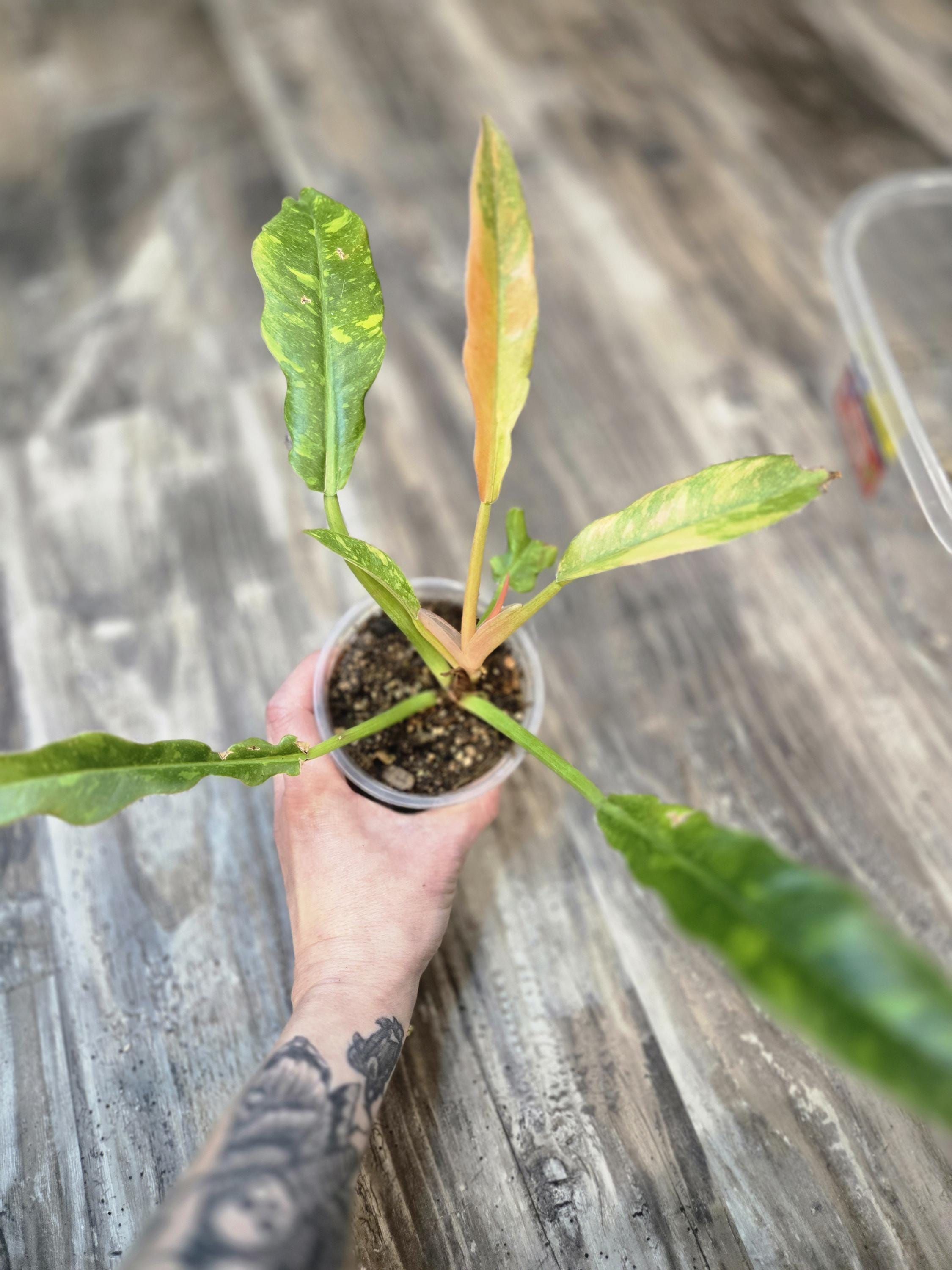Philodendron Ring of Fire