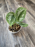Scindapsus Exotica - Exotica Scindapsus