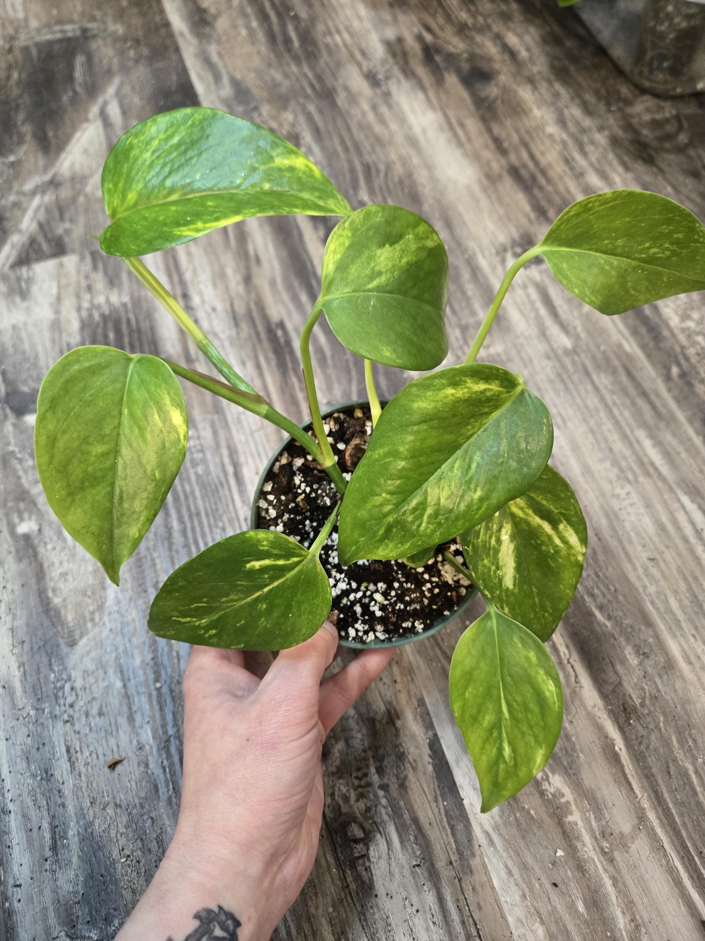 Epipremnum Pinnatum Neon