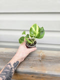 Lemon Meringue Pothos