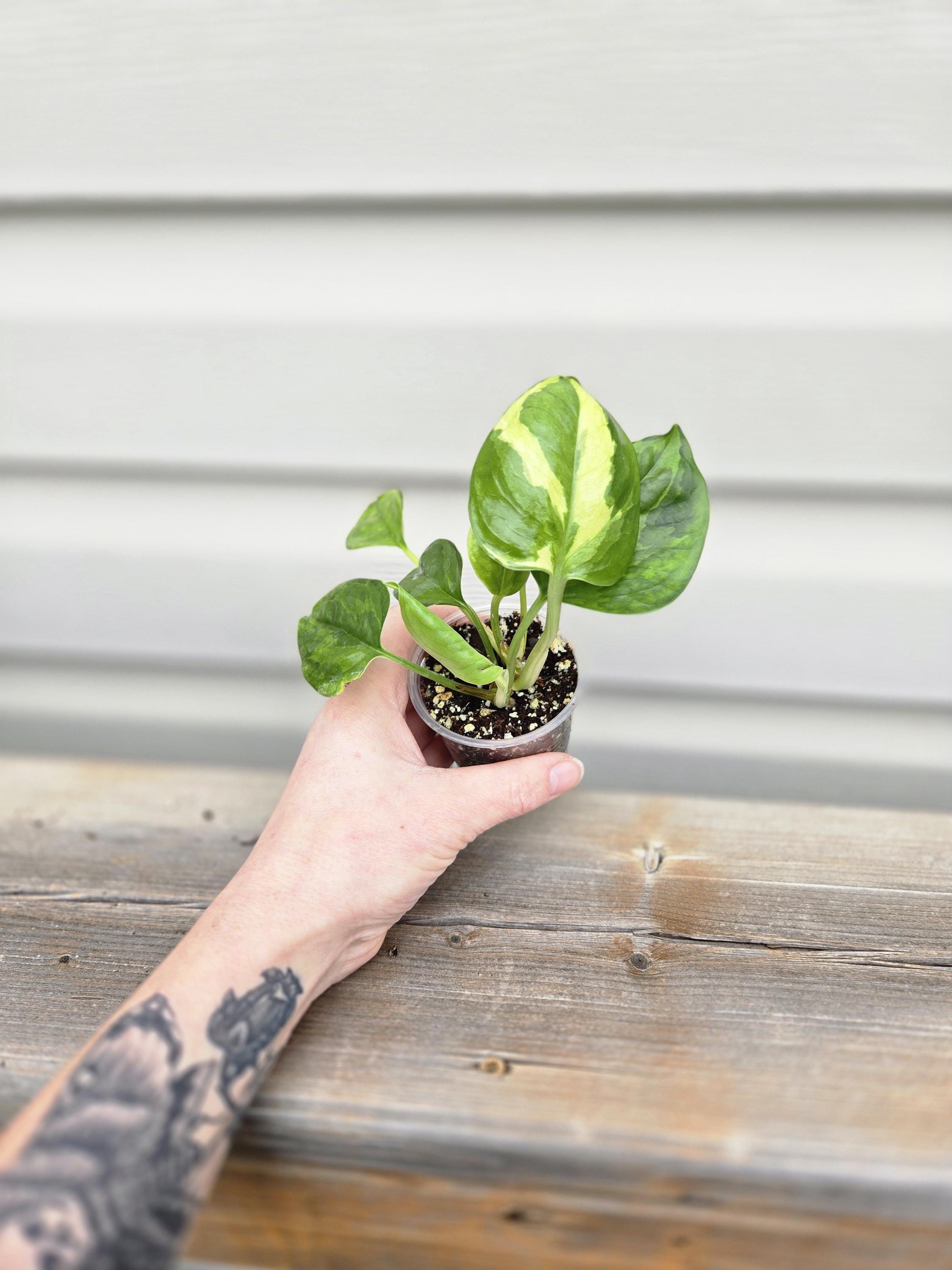 Lemon Meringue Pothos