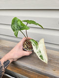 Albo Syngonium- Syngonium Albo