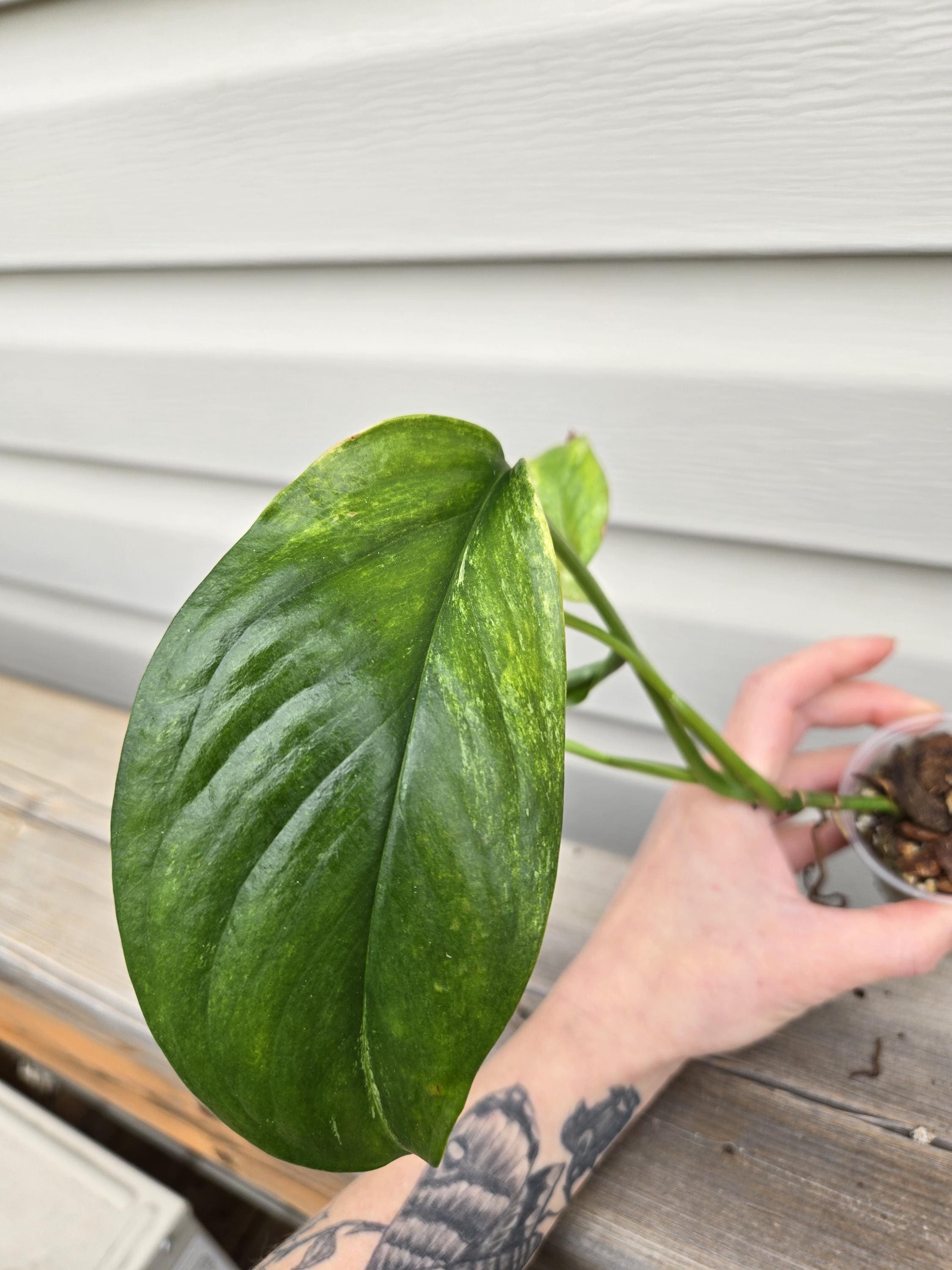 Lechleriana Variegated Monstera - Monstera Lechleriana Variegated