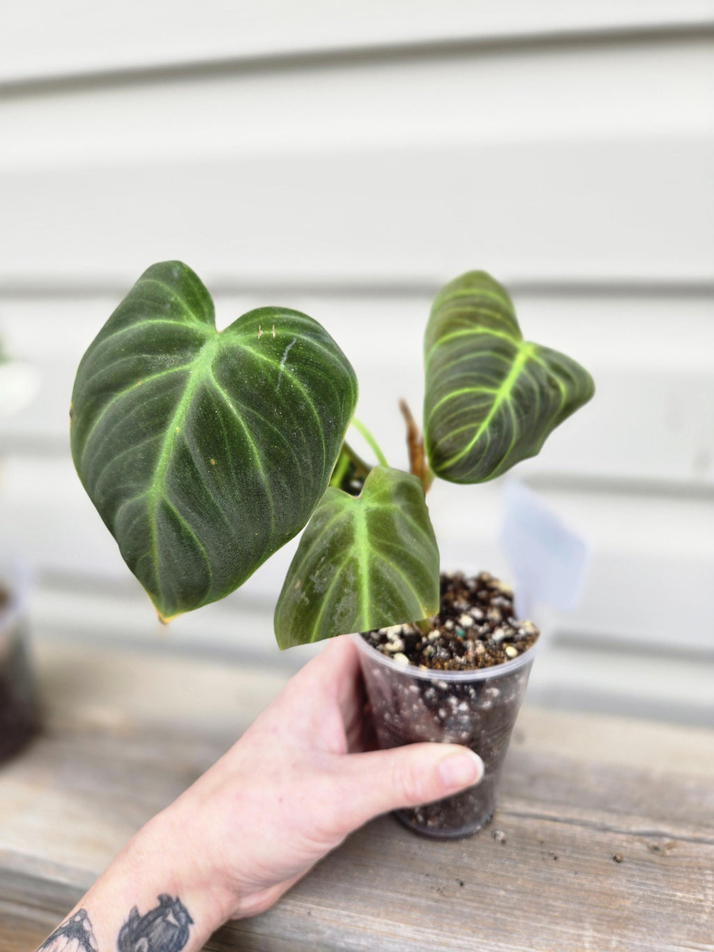 Philodendron El Choco Red