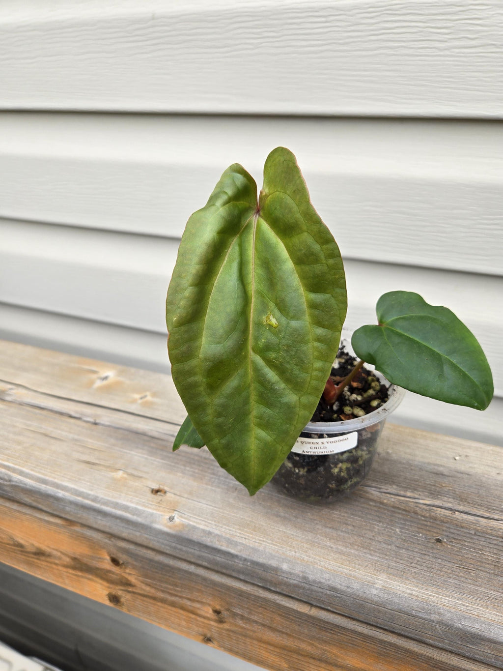 Red Queen x Vodoo Child Anthurium