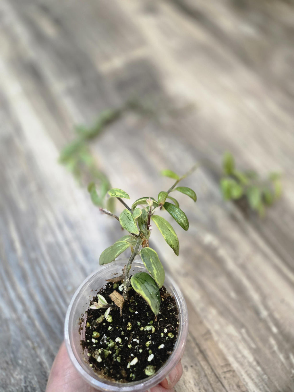 Bolero Bicolour Lipstick Plant