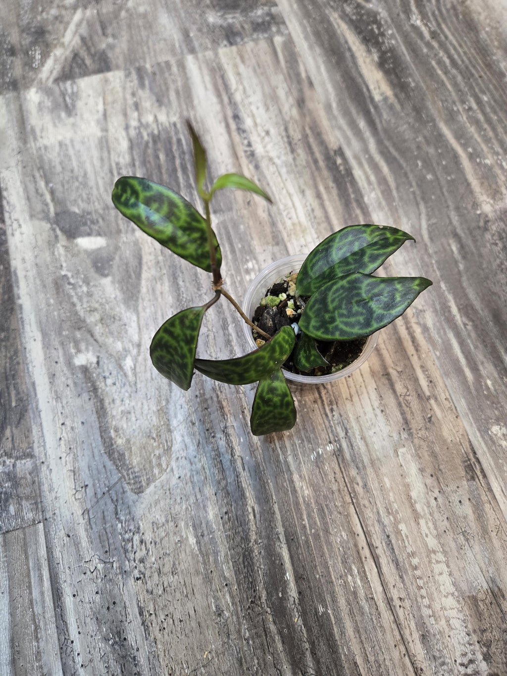 Lipstick Plant Black Pagoda - Aeschynanthus marmoratus