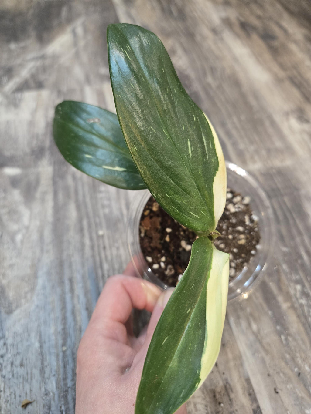 Standleyana Monstera
