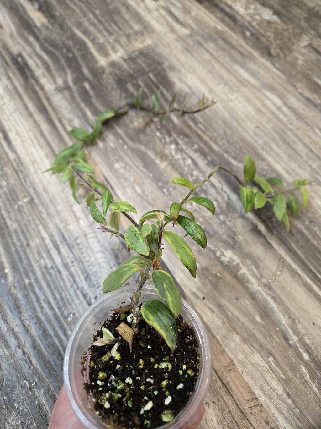 Bolero Bicolour Lipstick Plant
