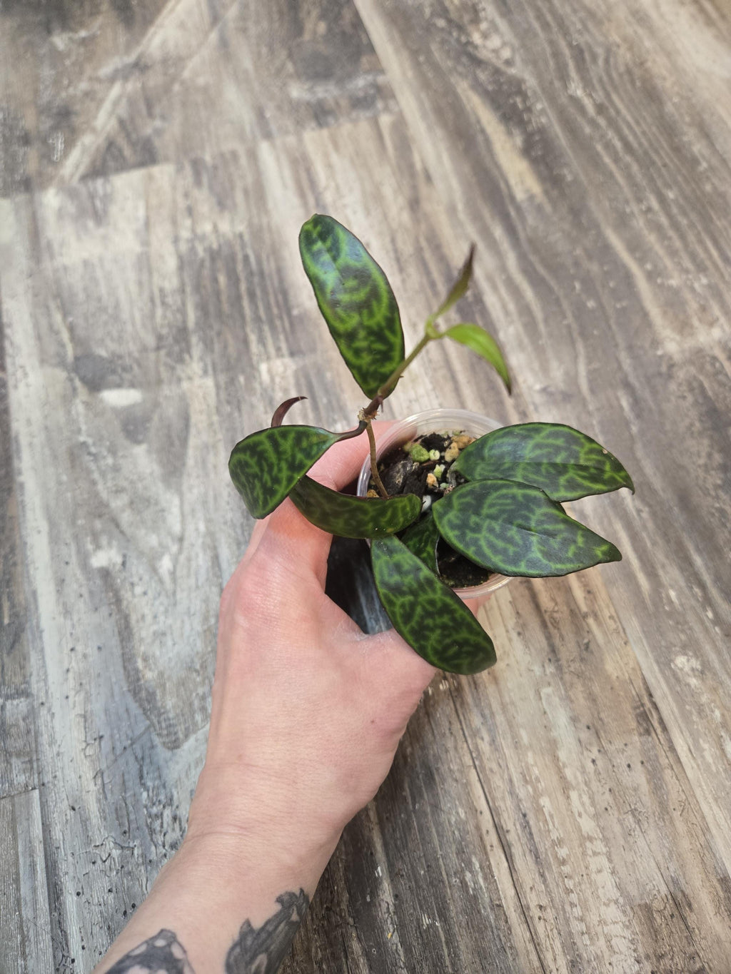 Lipstick Plant Black Pagoda - Aeschynanthus marmoratus