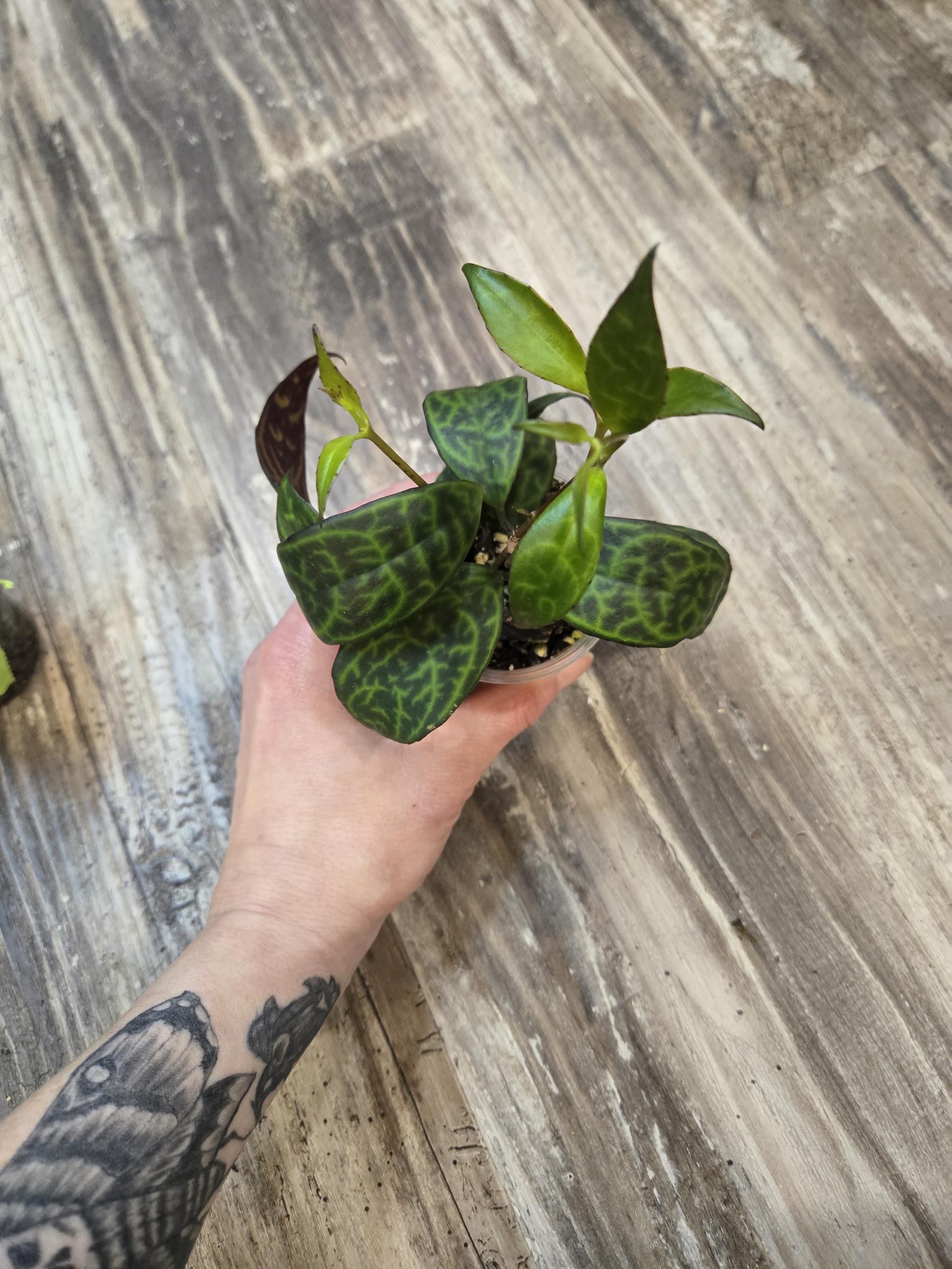 Lipstick Plant Black Pagoda - Aeschynanthus marmoratus