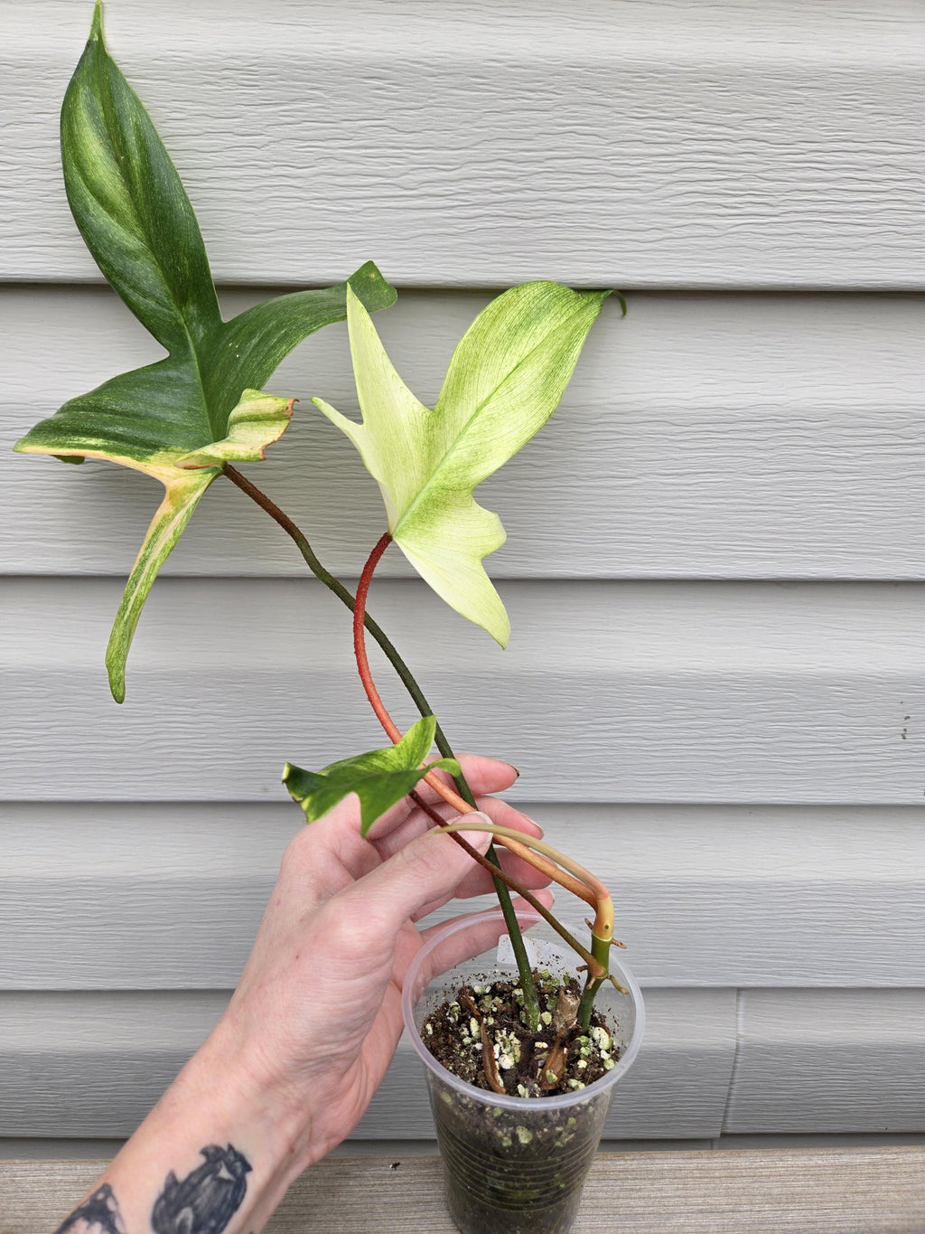 Florida Ghost Philodendron