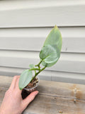 Philodendron Silver Sword - Silver s Sword Philodendron